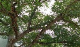 常绿干部爆料视频最新,权力背后的真相与反思