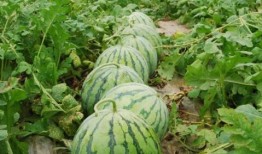 郓城大瓜爆料视频最新,揭秘惊人内幕，真相令人震惊！